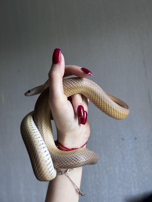 Waz zbożowy vanish anery stripe + wyposazenie