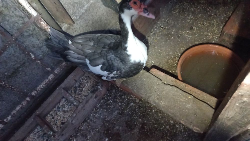 Tenho algumas coquitas e um pato