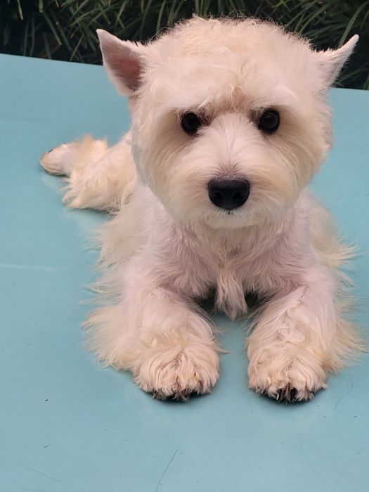Вест Хайленд Уайт Тер'єр/West Highland White Terrier, цуценята .