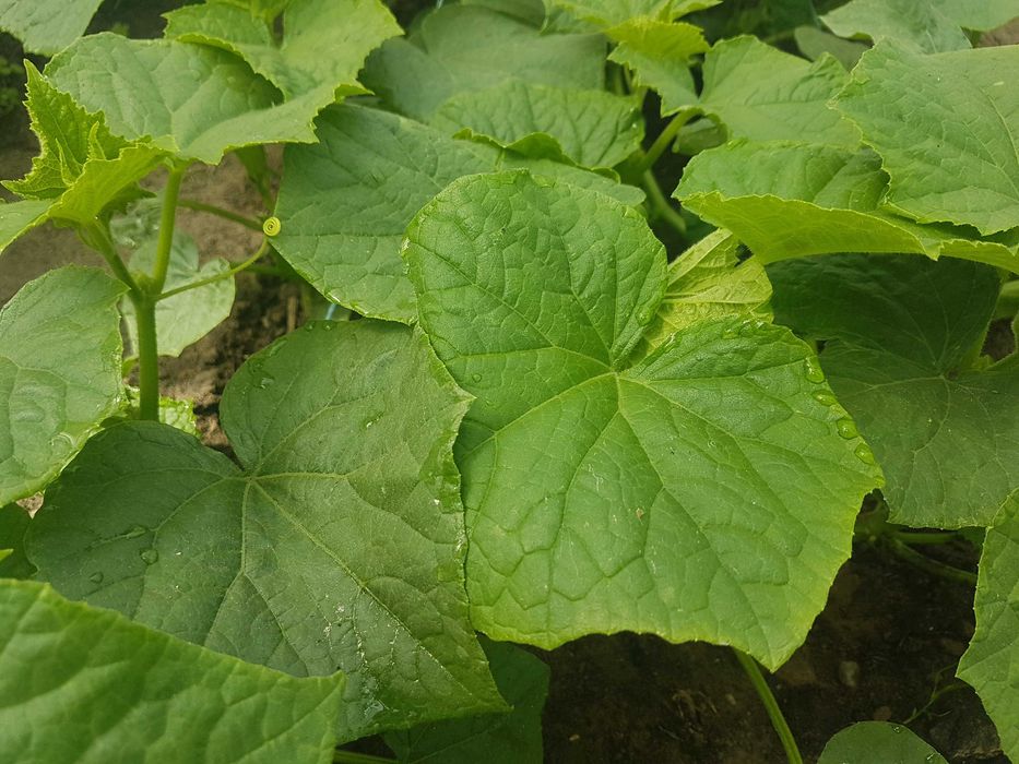Nawóz organiczny Pokrzywa 5 Litrów