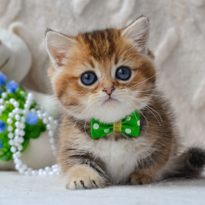 Котик манчкін Седрік