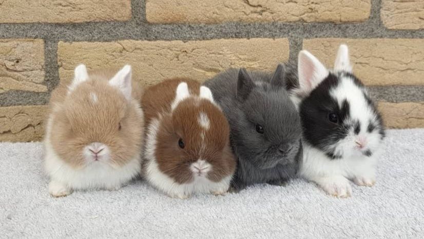 Coelhos anões angorá e minitoy, KIT completo