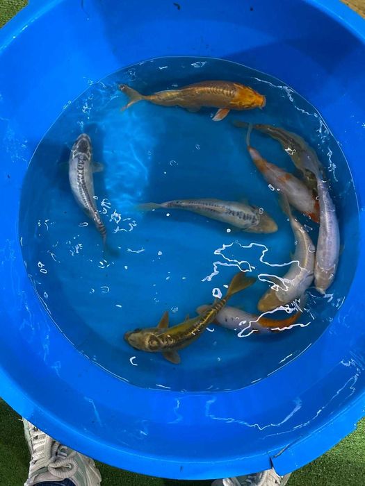 Vendo carpas koi