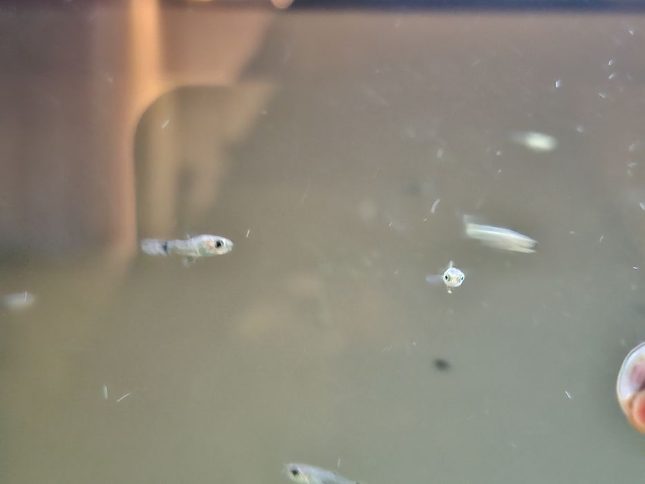 Troco Guppys por peixes ou plantas