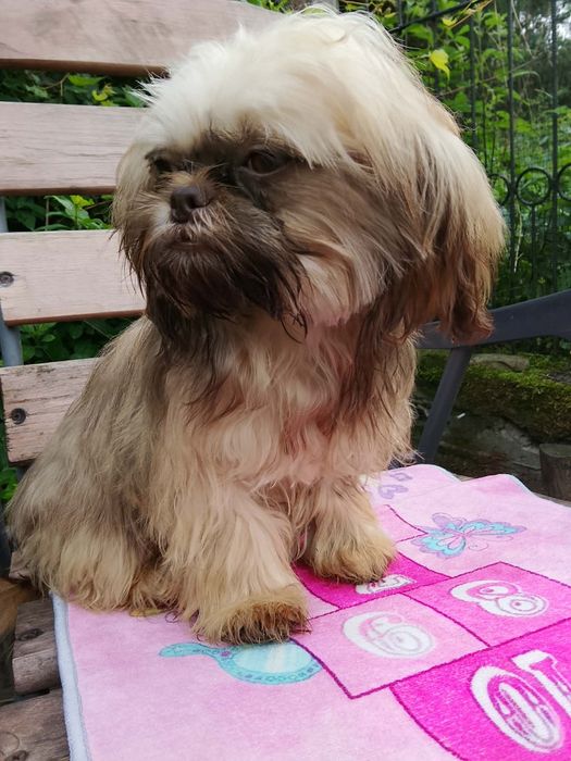 Gaga mini sunia shih tzu / domowa hodowla