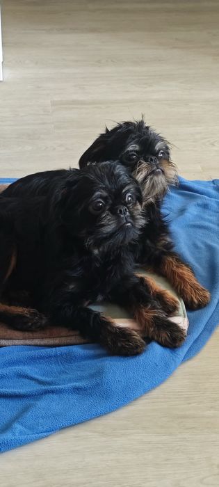 Гриффон бельгійський