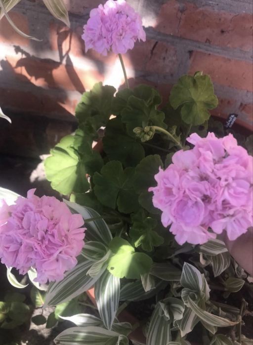 Квіти для душі і радості