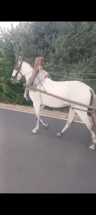 Cavalo castrado bem engatado