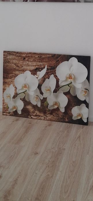 Obraz storczyki Duży