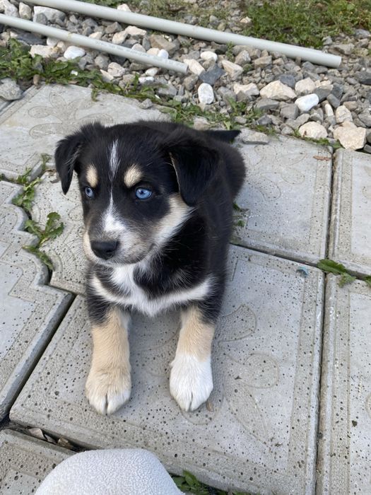 Oddam pieski za Darmo do dobrego domku