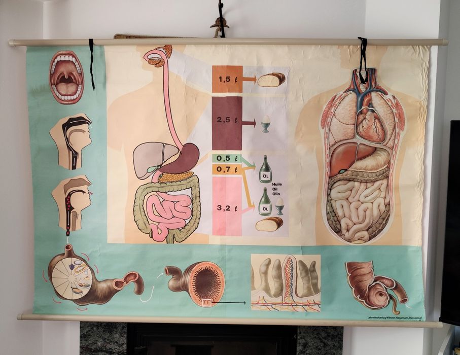 Mapa escolar antigo - Sistema digestivo, gástrico, órgãos corpo humano