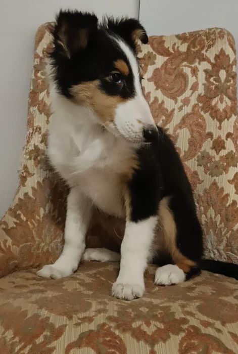 Owczarek szkocki collie tricolor
