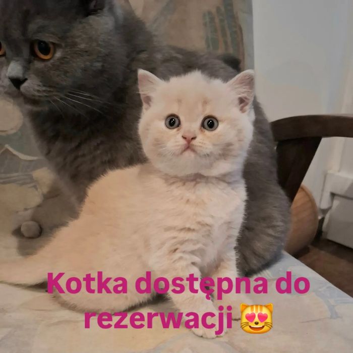 Kot brytyjski, kotka brytyjska krótkowłosa kremowa z rodowodem FPL