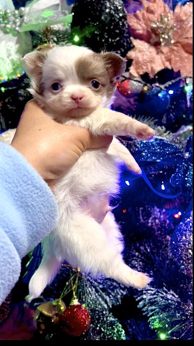 Мальчишечка супер мини