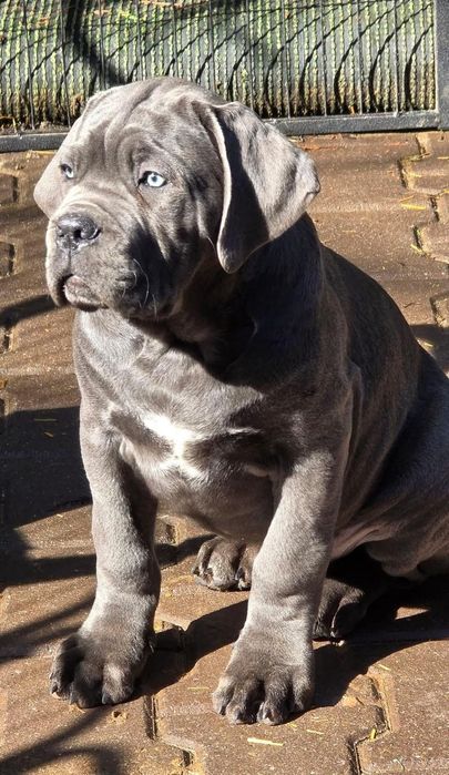 У нас є цуценята Кане Корсо