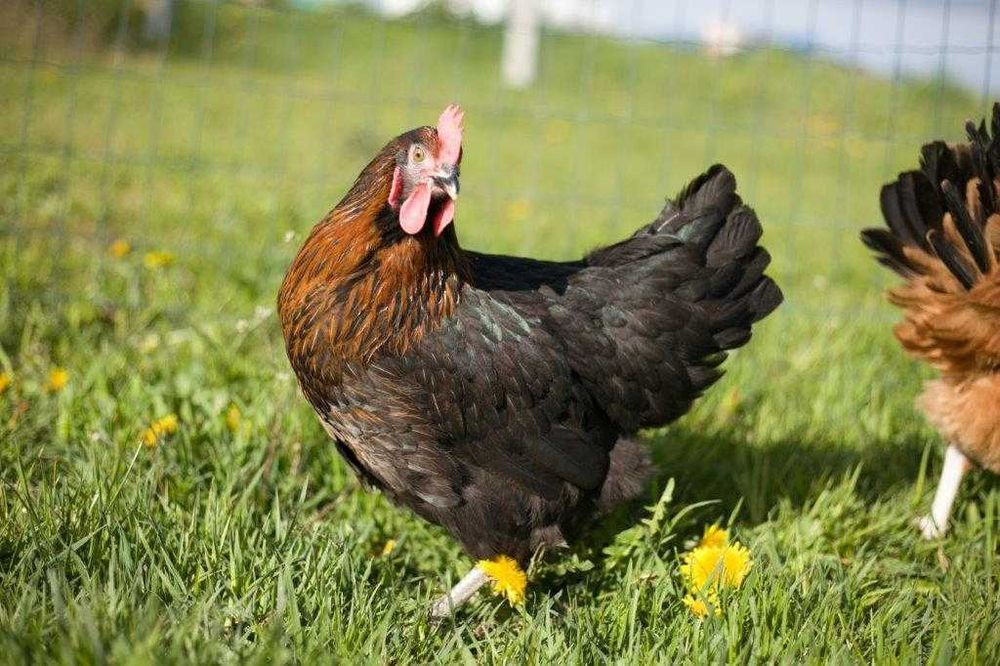 Kury nioski odchowane Rosa kolor dowóz gratis