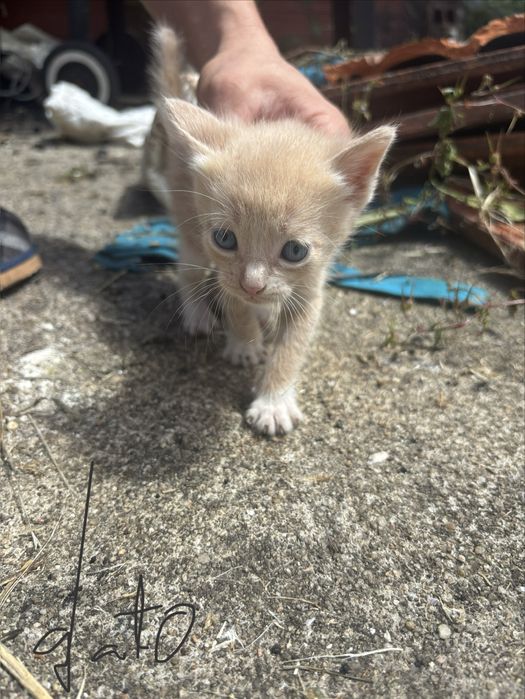 Dou gatinhos muito fofos