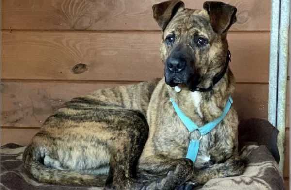 Bandi do adopcji