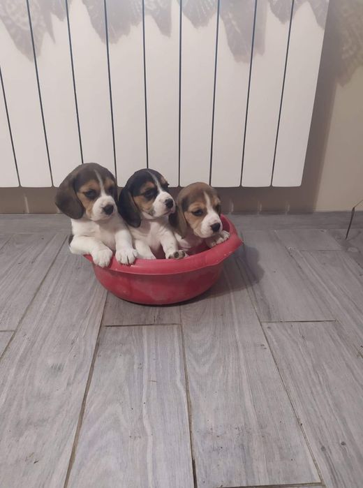 Piękne -szczenię Beagle
