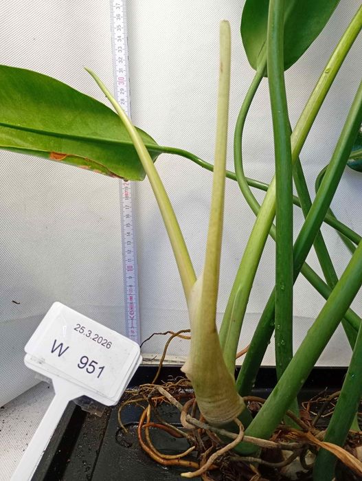 Philodendron martianum W951