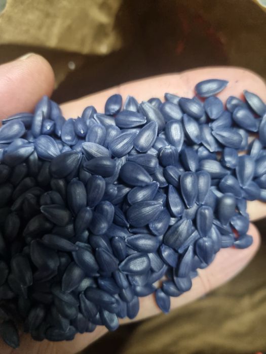 Насіння кукурудзи та соняшнику DKS Monsanto, Limagrain, Syngenta