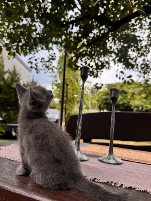 Віддам котят в хороші руки