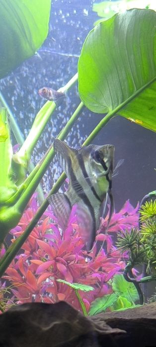 Rybki akwariowe Skalar GloFish