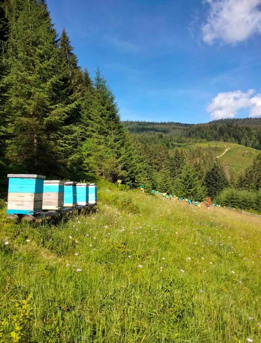 Натуральний крем-мед з Карпат