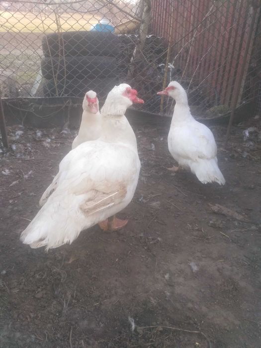 В продажу мускуcнi качури для обновления кровi