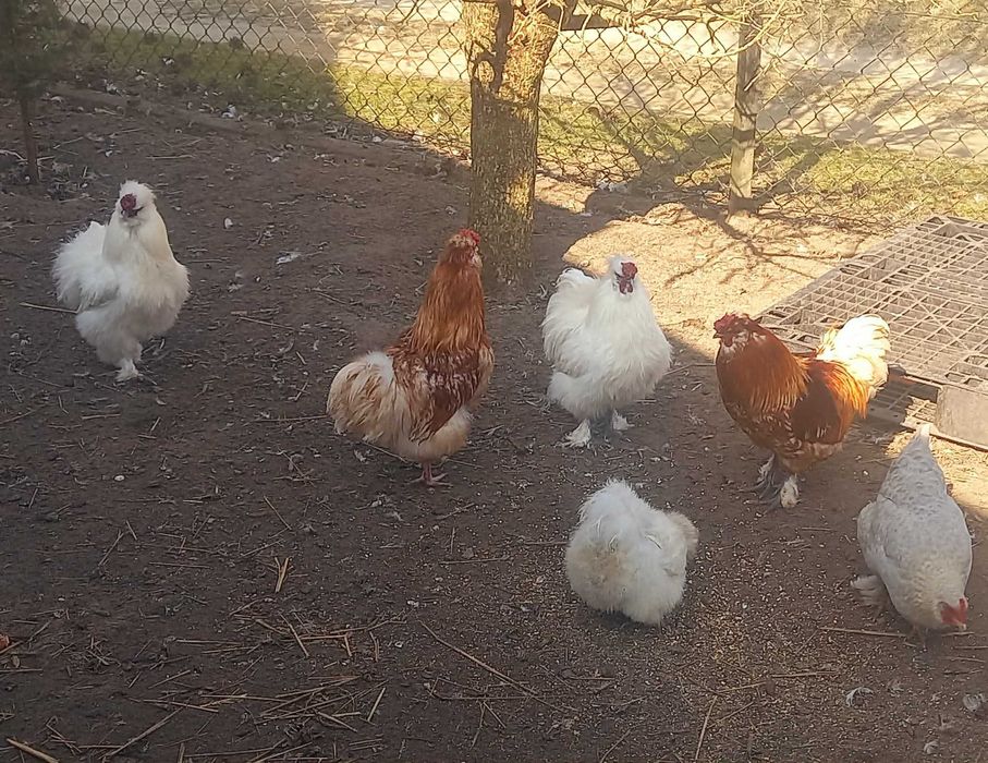 Kuguty jedwabiste silki