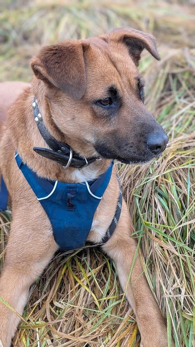 DODA - młoda, duża, wesoła suczka. Schronisko w Radlinie k. Jarocina