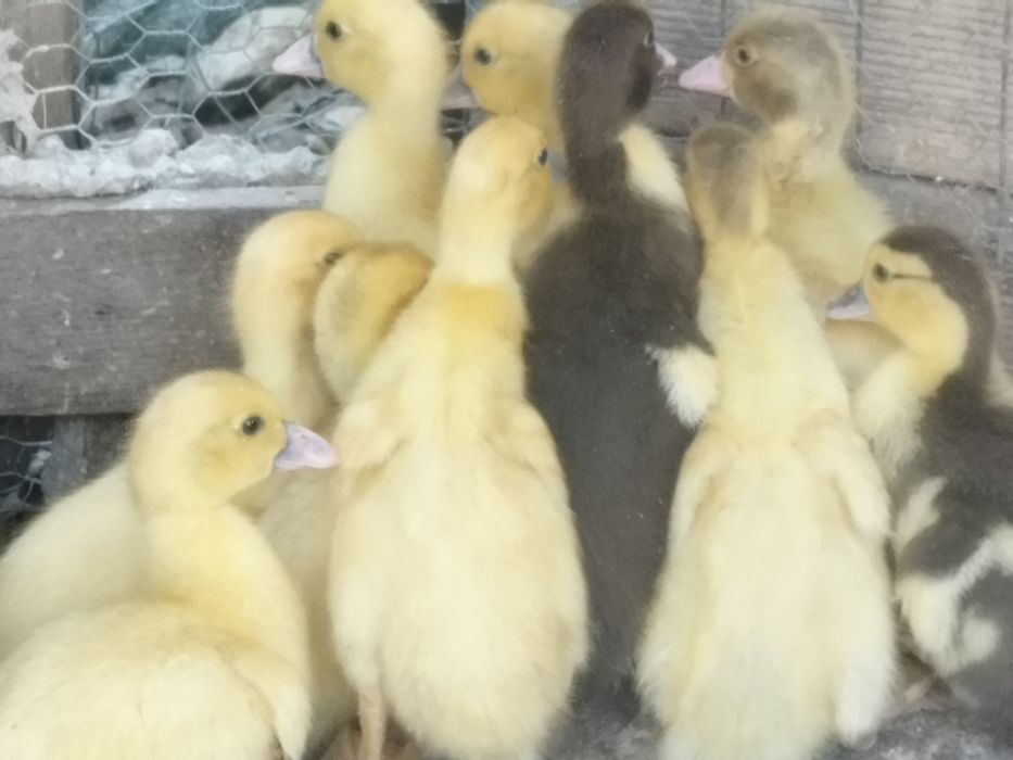 Pata com patinhos