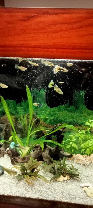 Акваріумні рибки гуппі