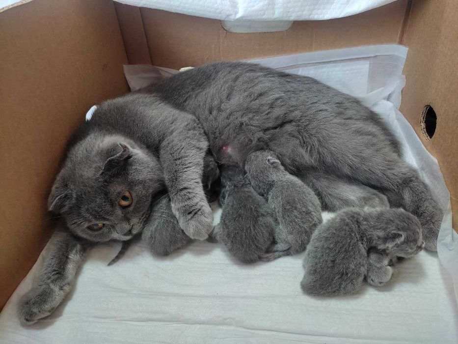 Британські кошенята Бронь!!!