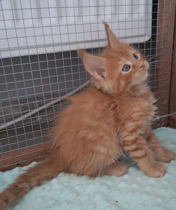 Rudy chłopczyk Maine  Coon