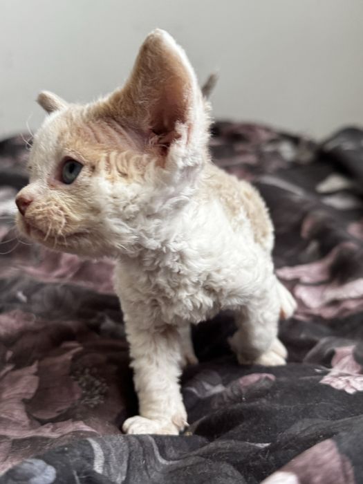 I’m Cute N Cool - uroczy kocurek  Devon Rex WCF