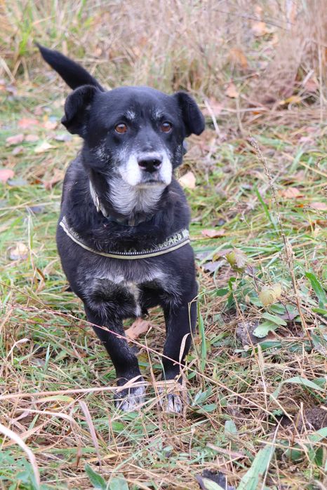 Kluseczek szuka domku