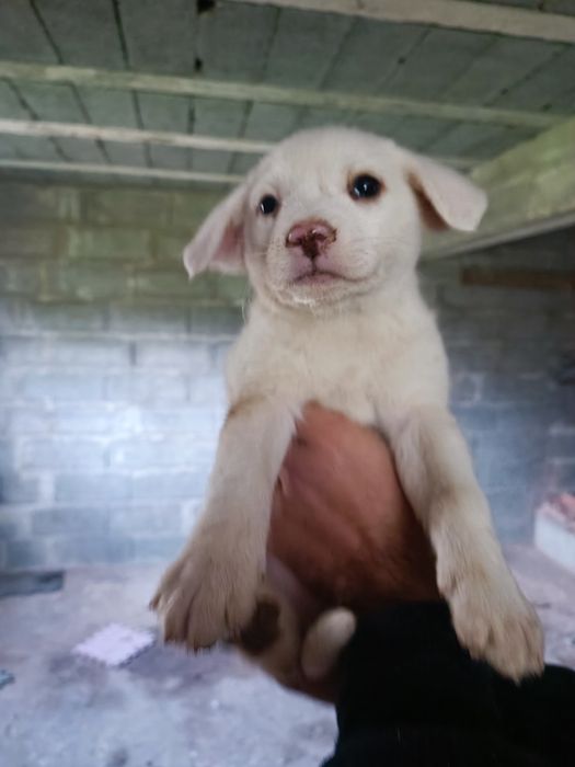 *Cadelinhas para ADOÇÃO responsável*