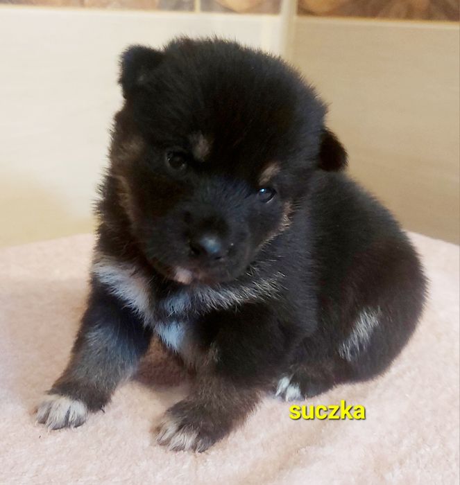 Shiba inu suczka black and tan