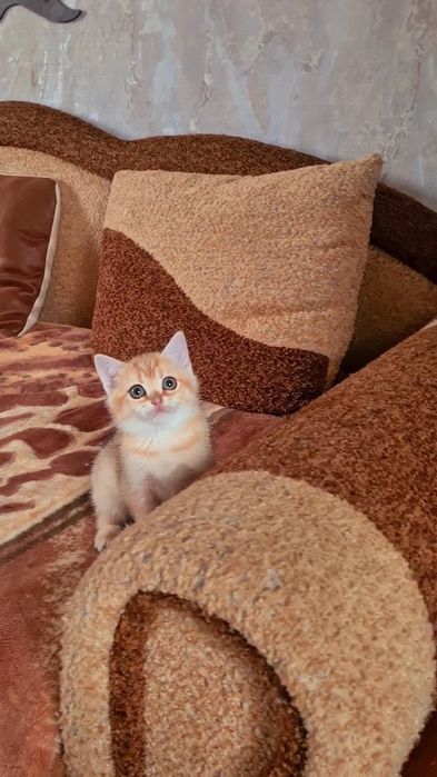 Шотландская ДЕВОЧКА золотая шиншилла