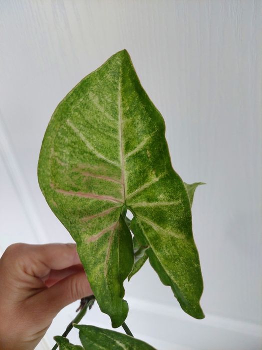 Syngonium confetti
