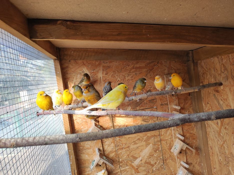 Kanarki samce z woliery zewnętrznej