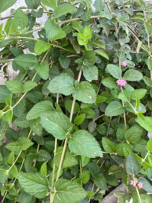 Folhas chá brasileiro- Ótimo para a digestão
