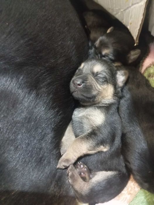 Шукаємо новий дім для цуценят!