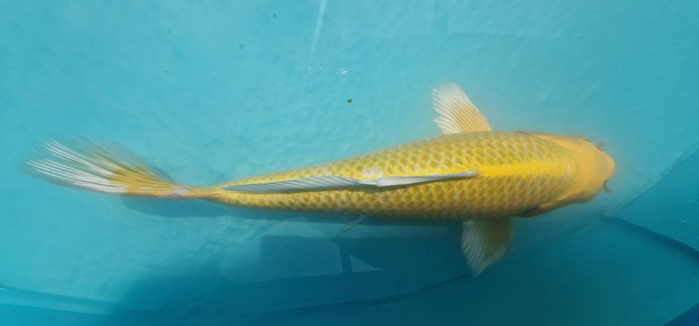 Carpa koi com 31cm