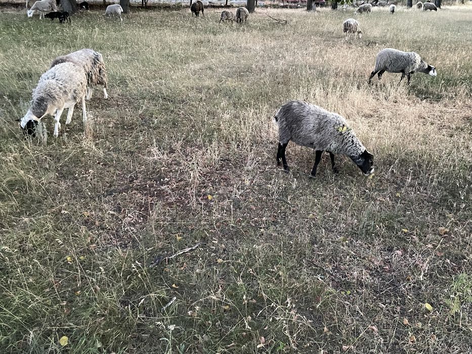 Продам молодих баранів