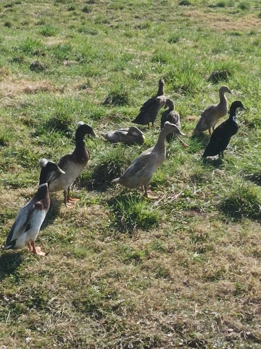 Biegusy indyjskie czubate