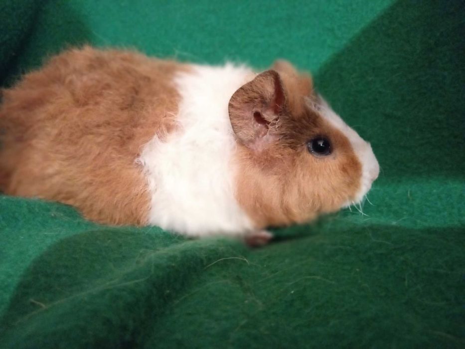 Świnka morska świnki morskie