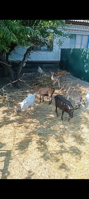 Покіс трави та вивіз вяленої трави