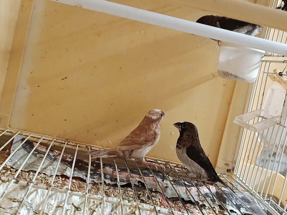 Aves disponíveis
